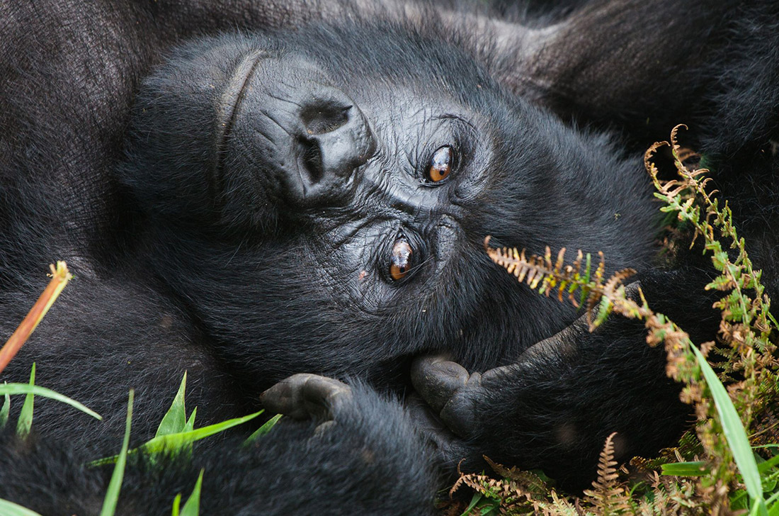 “El gorilla Trek” y la magia de observar a los gorilas viviendo en libertad