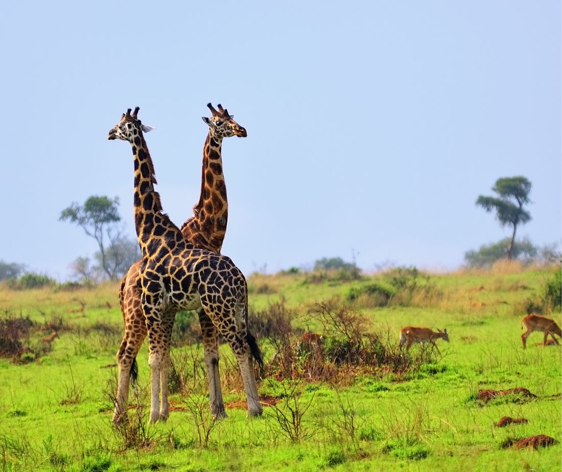 Te llevamos a los 4 mejores parques nacionales de Uganda: ¿Qué conocerás en cada uno de ellos?