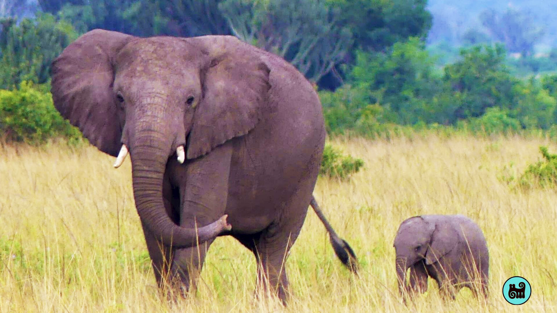 Elefantes, uno de los 5 grandes de Uganda