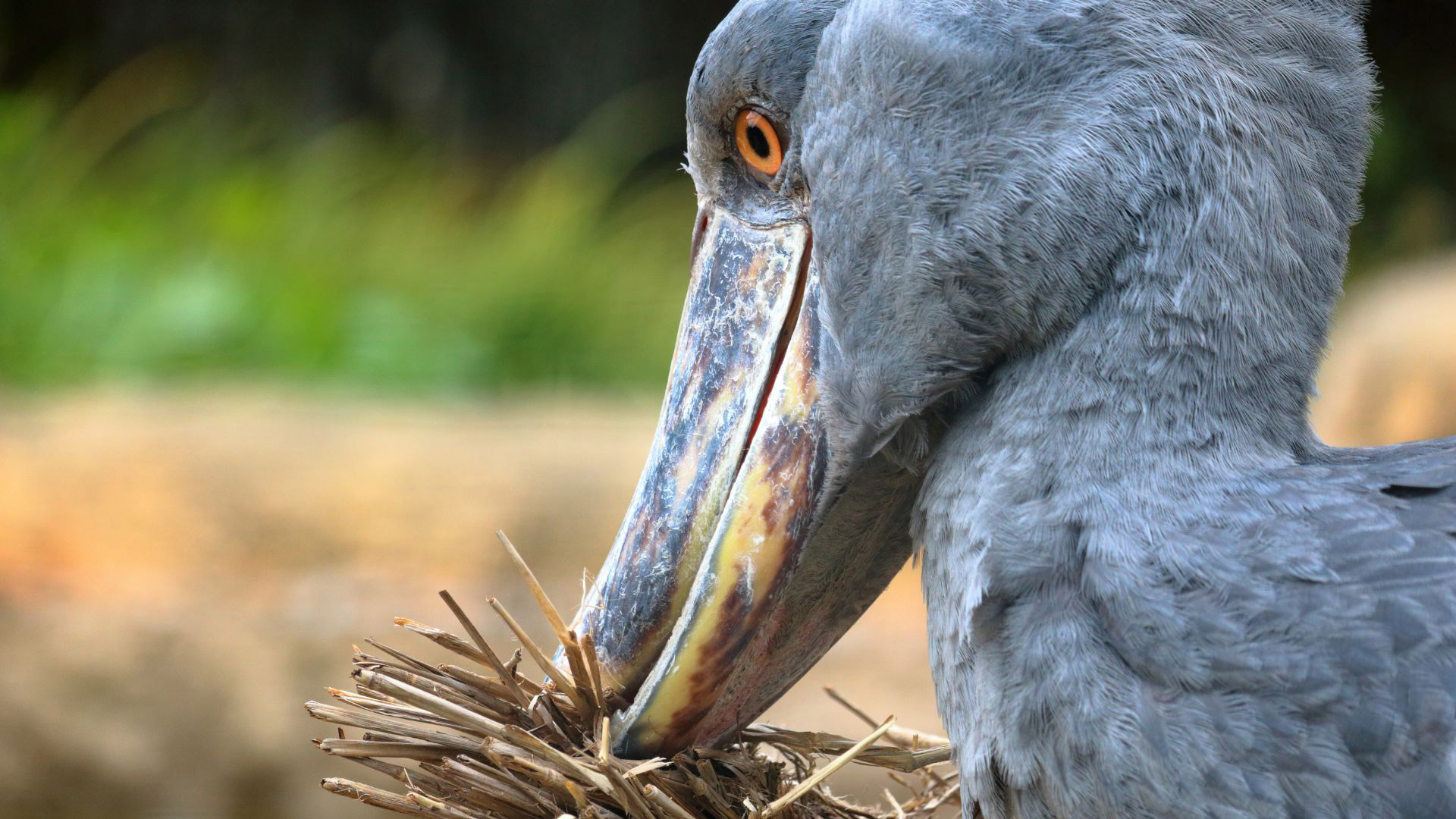 Descubriendo el fascinante picozapato: un tesoro de la naturaleza africana