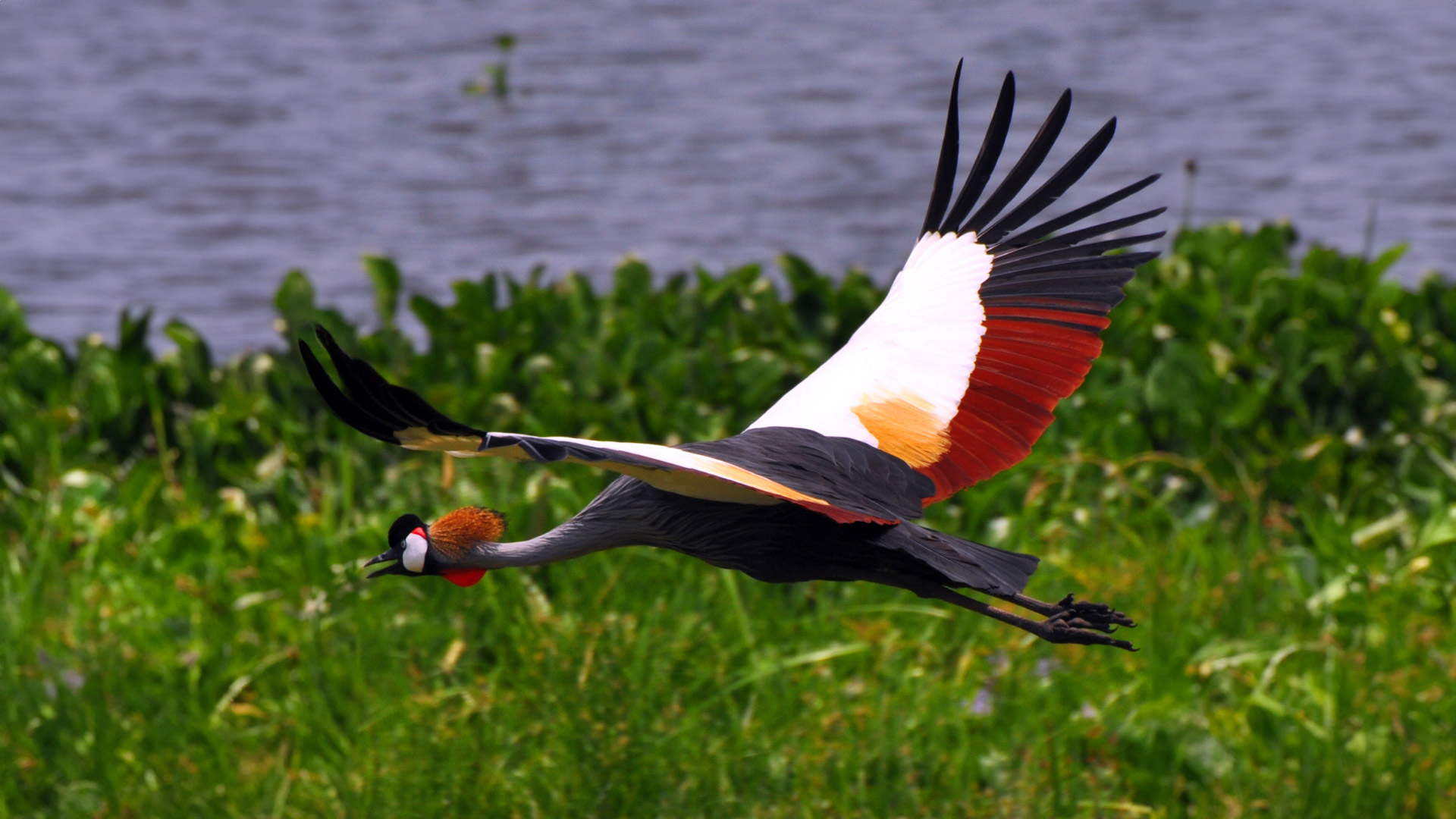 La grulla coronada, más allá de la belleza, su impacto ecológico en Uganda