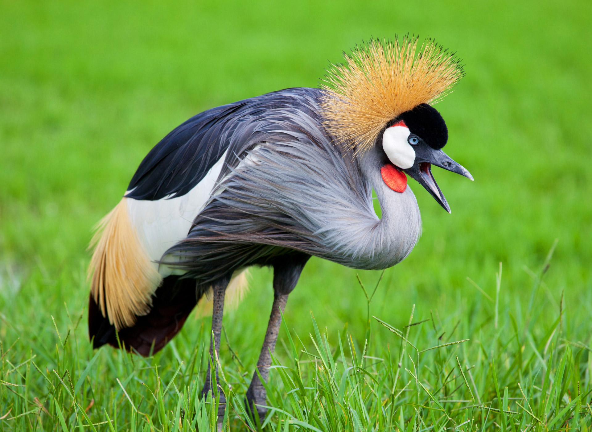 La grulla coronada, más allá de la belleza, su impacto ecológico en Uganda