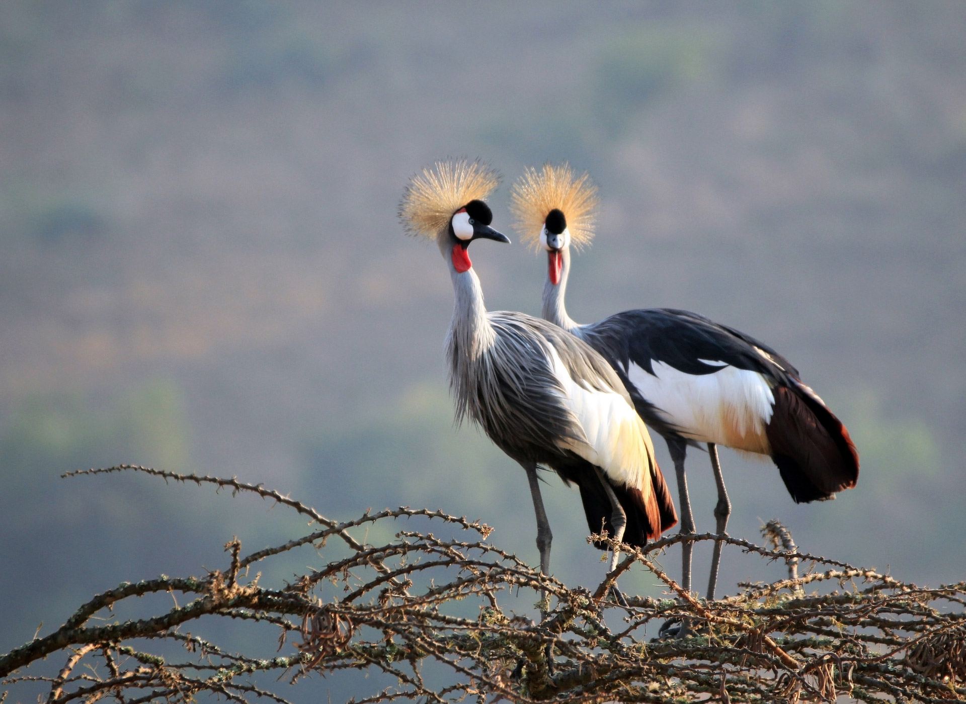 La grulla coronada, más allá de la belleza, su impacto ecológico en Uganda