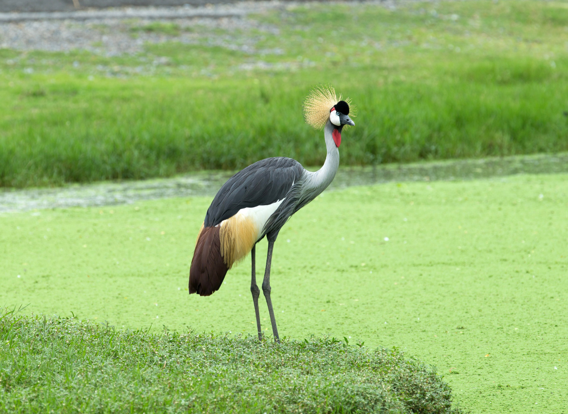 La grulla coronada, más allá de la belleza, su impacto ecológico en Uganda