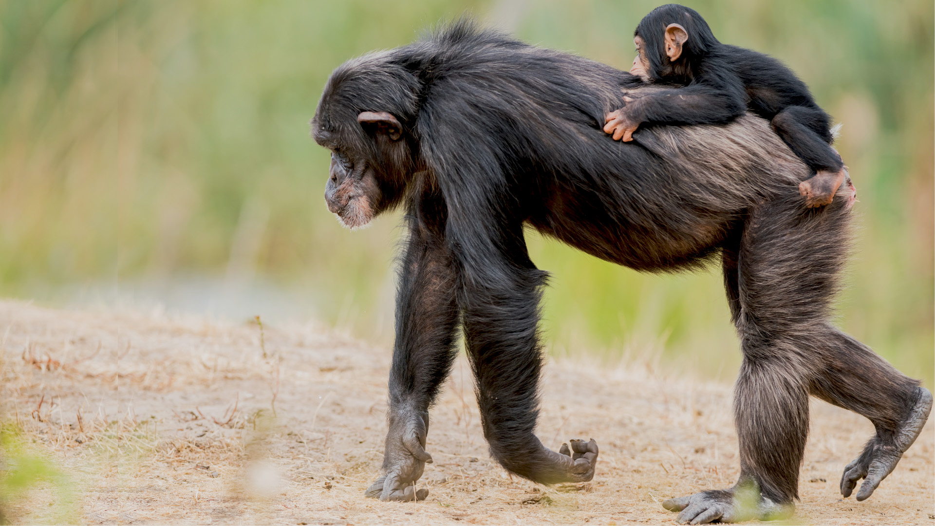 Vente con Muzungus a Kyambura: el valle de los chimpancés