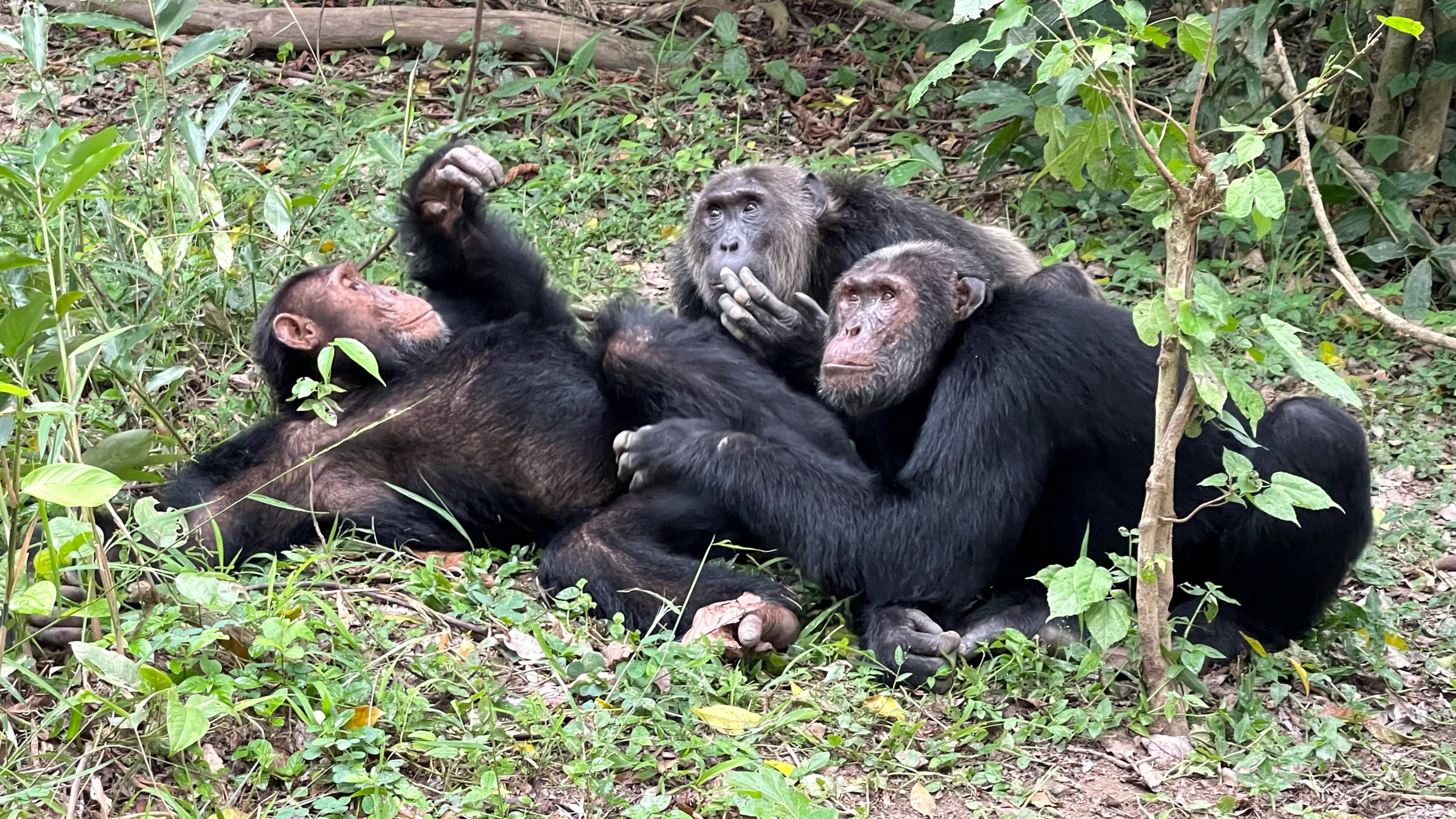 Vente con Muzungus a Kyambura: el valle de los chimpancés