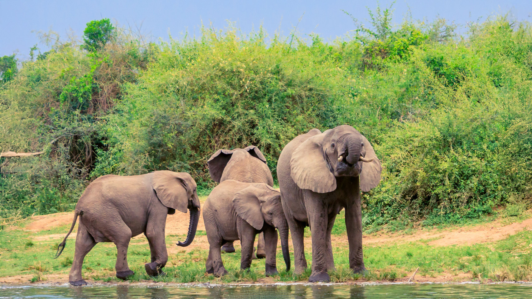Los elefantes y su bonita comunidad en Uganda.
