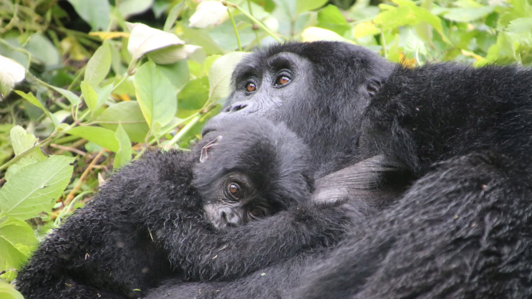 Mamá y bebés gorilas en Uganda.