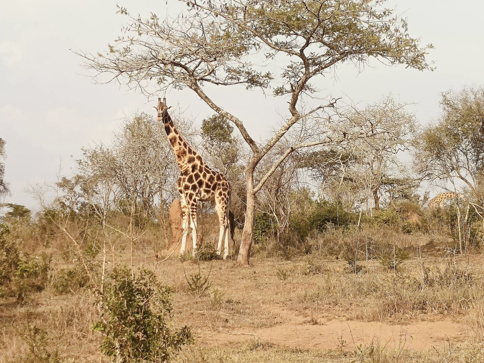 Leire Samso, Muzungus Africa Your Way