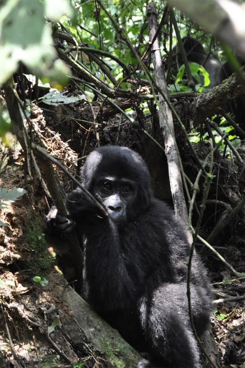 Muzungus - Testimonio de viaje a Uganda de Miguel A. Olambrada