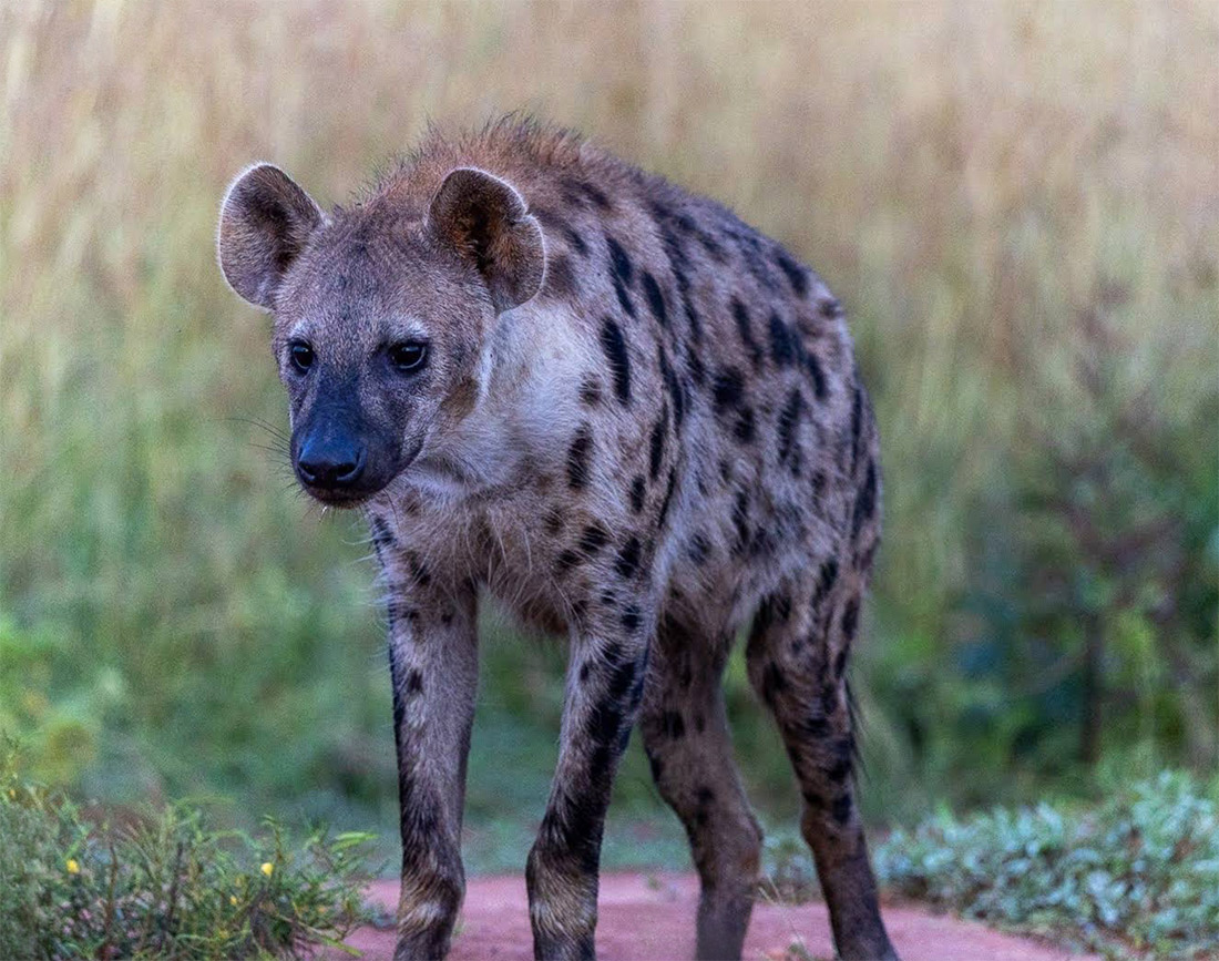 Lo que debes saber antes de viajar a Uganda. 