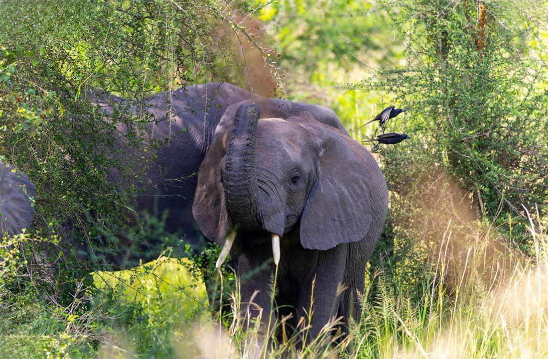 Lo que debes saber antes de viajar a Uganda