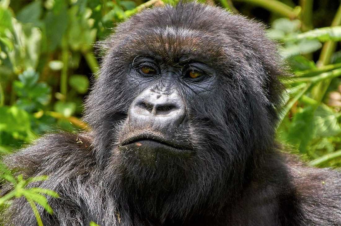 Trekking de gorilas en Bwindi durante viaje a Uganda 2026